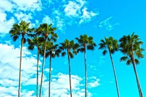 Enjoy the palm trees and the sky with long distance movers Florida. 