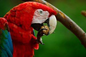 Ara parrot eating nuts
