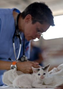 Veterinarian examining a kitten