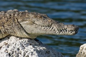 An alligator in National Park - be aware of dangerous animals when moving from NJ to FL