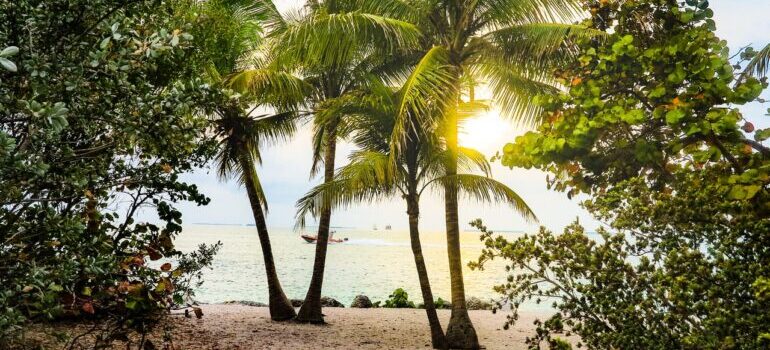 A beach seen through palms in Florida.