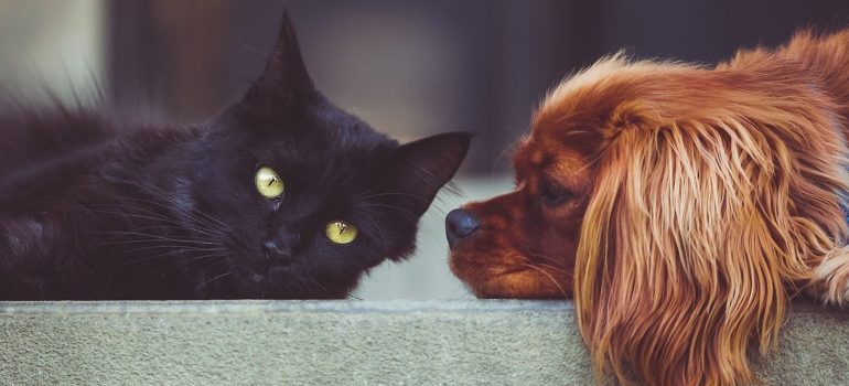 A black cat laying on the ground next to a brown dog.