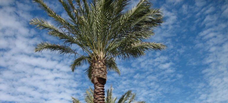 palms and blue sky 