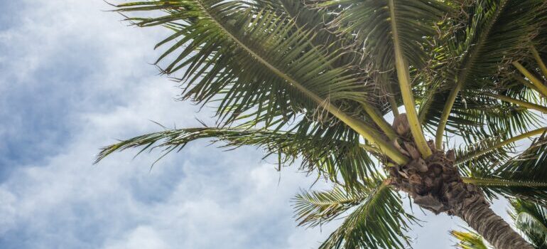A palm tree and sky in Florida