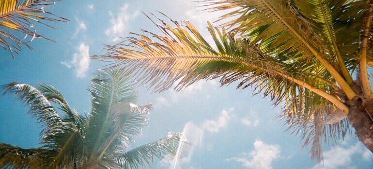 Moving from Ohio to Florida and it's sunny skies and palm trees like in the photograph can be a welcomed change