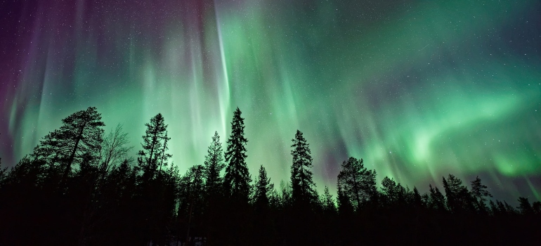 Trees near aurora borealis