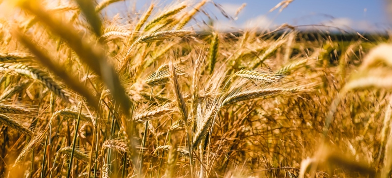 a close up of wheat in the field in Pueblo, one of the best cities to live in Colorado