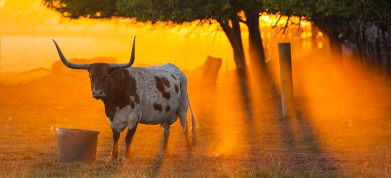 a bull drinking water from a bucket in a field while being showered with golden sun rays