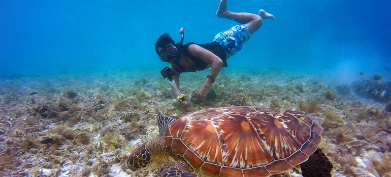 Brown tortoise and a man in a water, over reef.