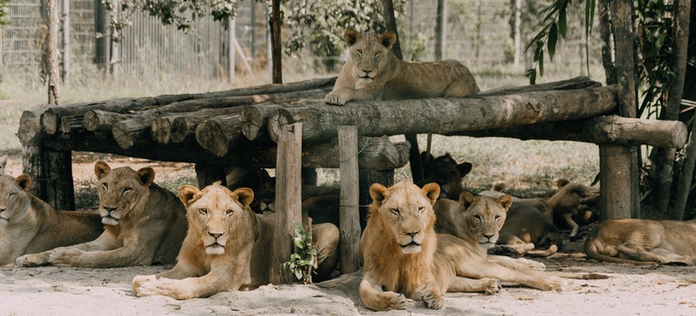Lions relaxing in the zoo