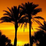 Florida beach trees during sunset