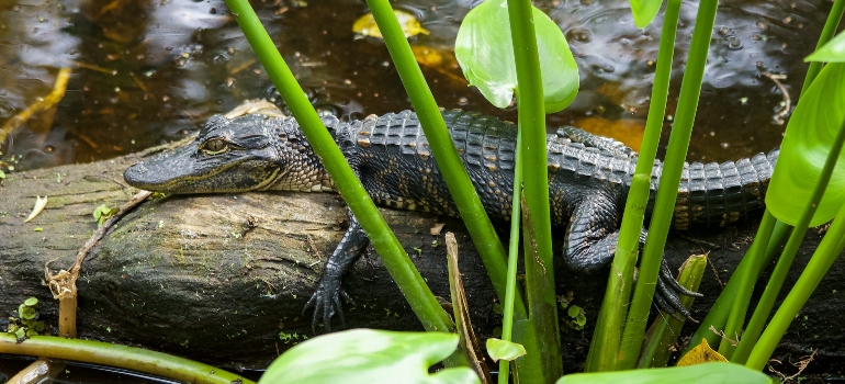 A baby American Alligator rests on a wooden log in the Florida marsh - Why are People Moving out of Florida?