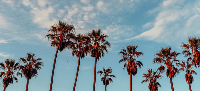 A view of palm trees with sunny weather in the background that you can experience after moving to Los Angeles