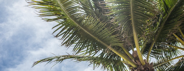 Florida palm trees.