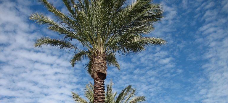 a palm tree in St. Petersburg, Florida