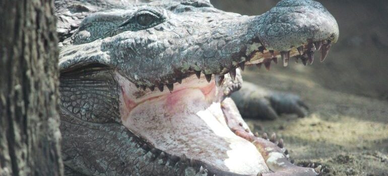 an alligator with an open mouth could be a potential treat when moving from NJ to FL