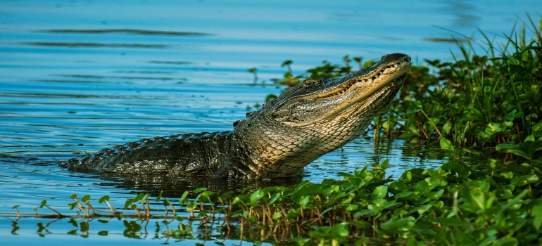 Alligator near water plant